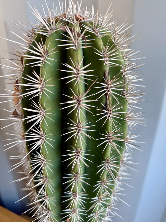 Pachycereus pringlei SH45 | Mexican Giant Cactus