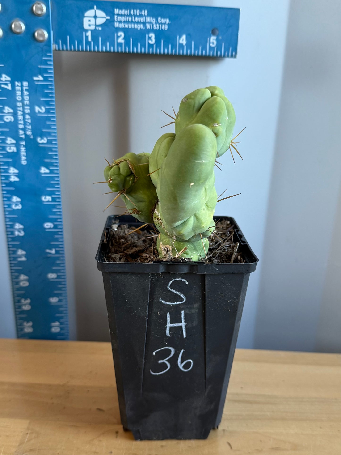 4-inch Monstrose Cactus SH36
