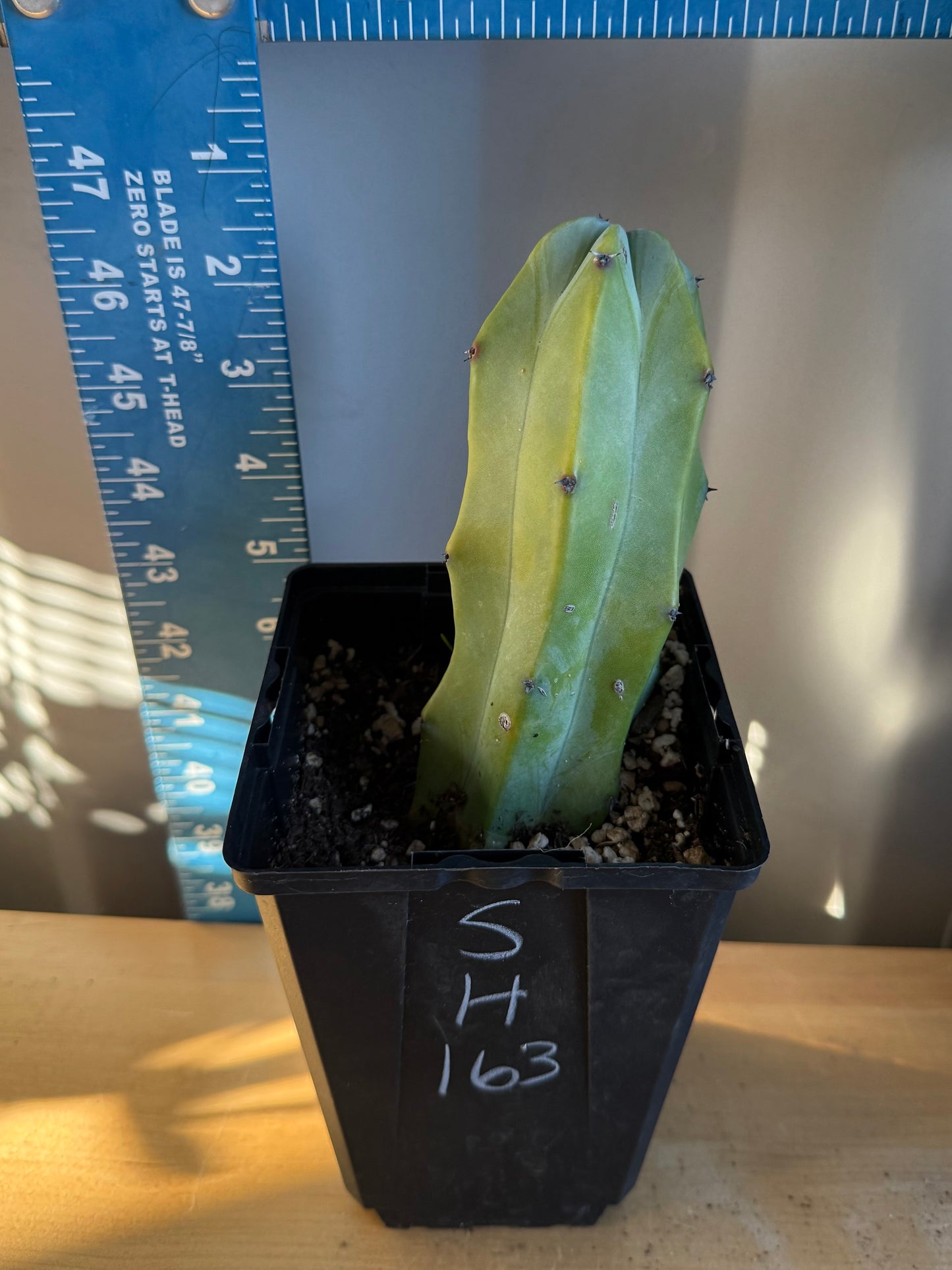 Myrtillocactus geometrizans SH163