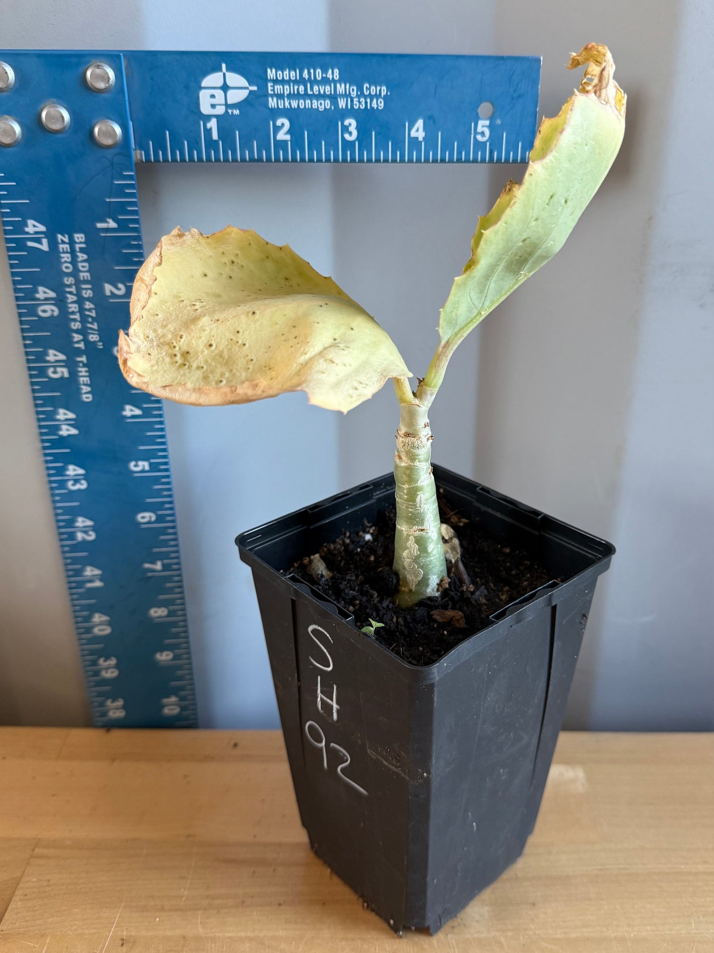 4-inch Cyphostemma cirrhosum SH92