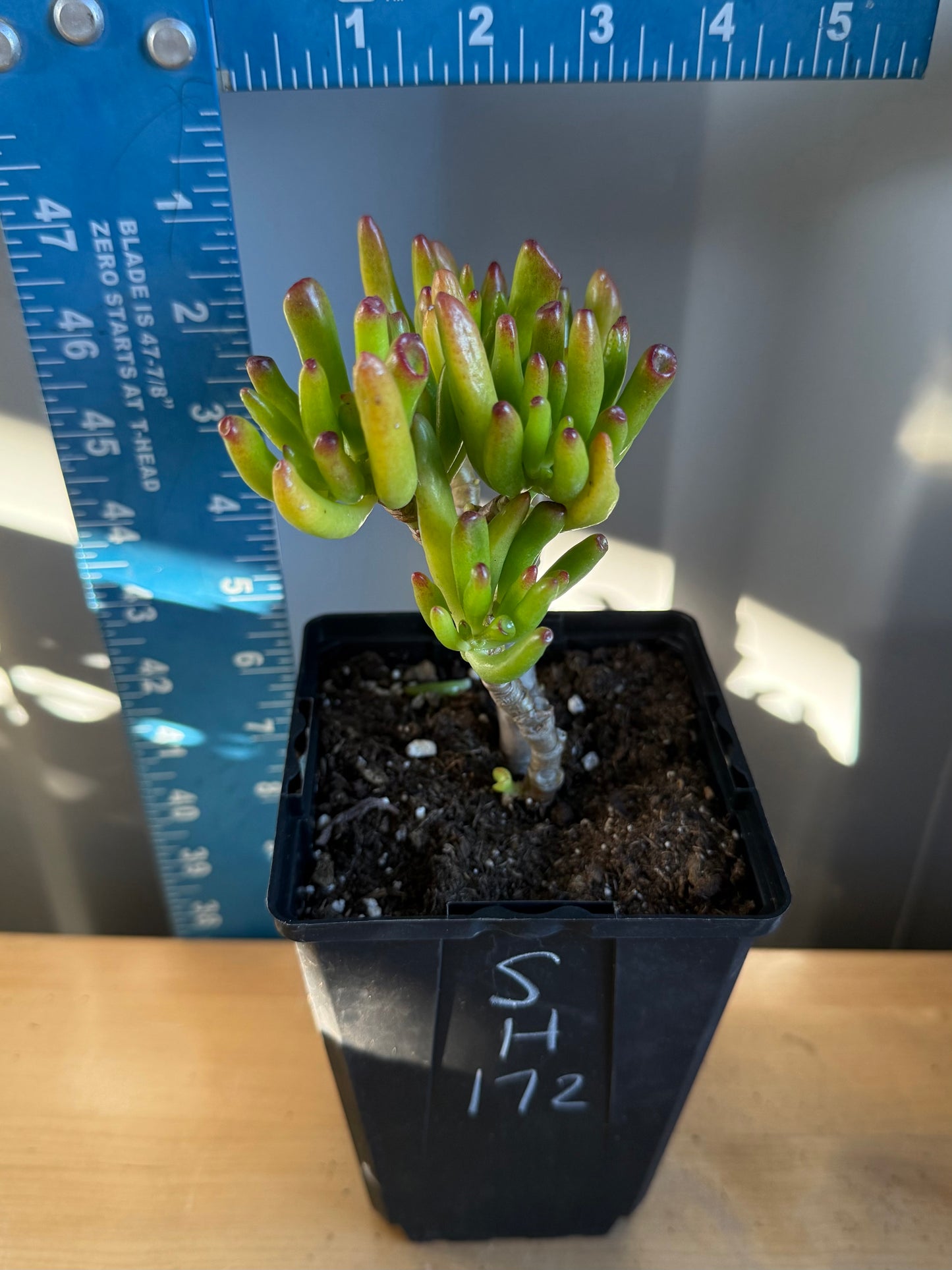 'ET Fingers' Jade SH172 | Crassula ovata 'Gollum'