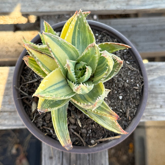 Variegated Aloe nobilis S52 | Golden Toothed Aloe