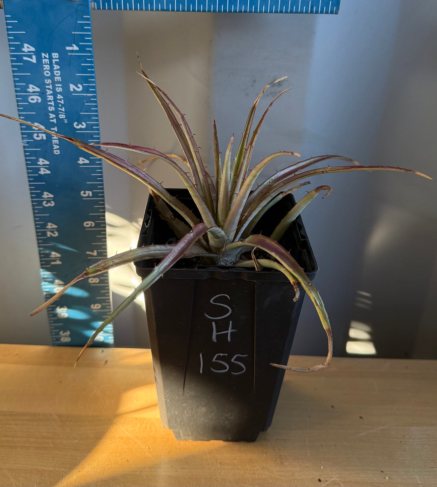 Dyckia Bromeliad SH155