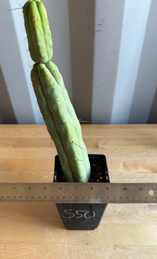 4-inch Landscape Monstrose Cactus S50