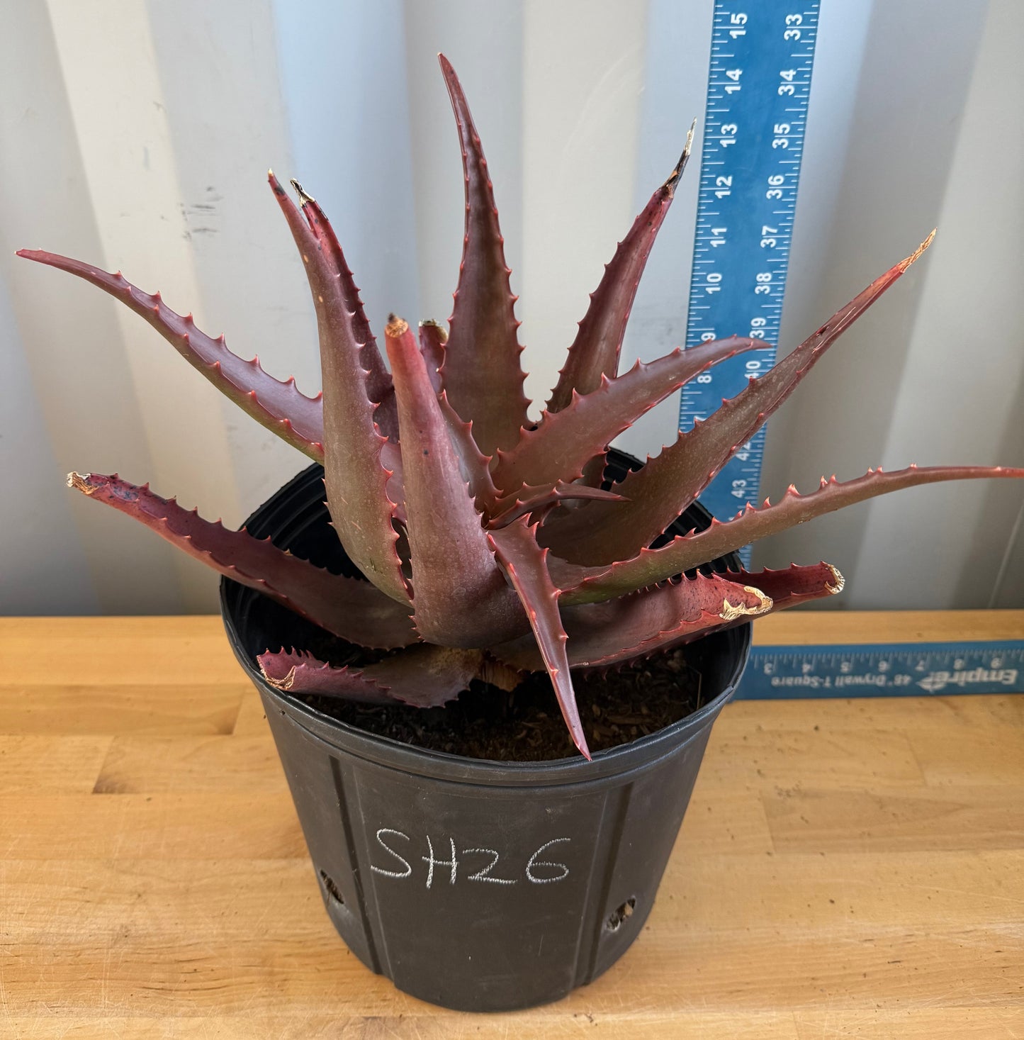 Aloe cameronii x chabaudii Hybrid SH26