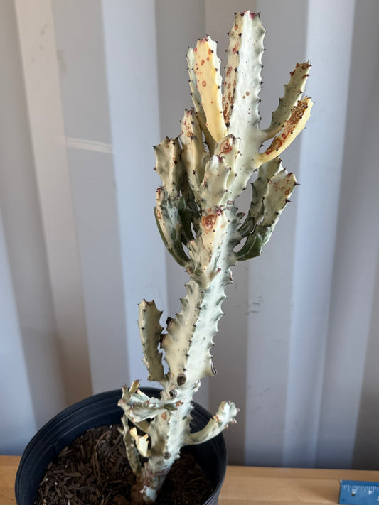 5gal ‘Dragon Bones’ | Euphorbia lactea variegata ‘White Ghost’ SH32