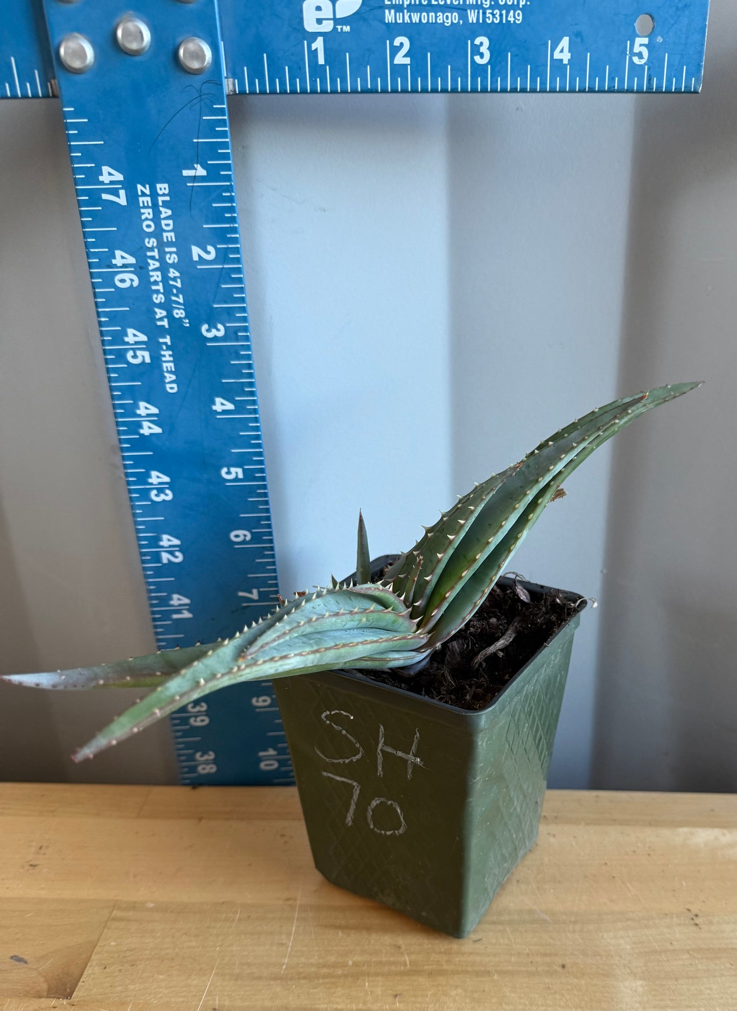 4-inch Mustache Aloe SH70 | Aloe suprafoliata