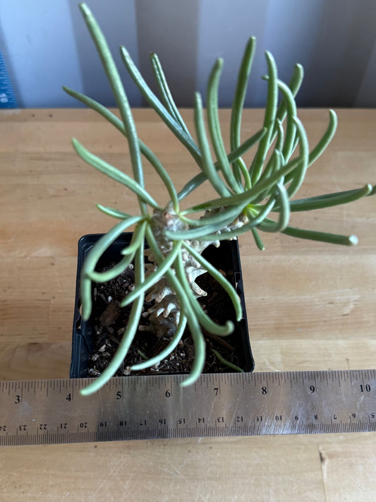 Tylecodon wallichii SH56 | Pegleg Butterbush