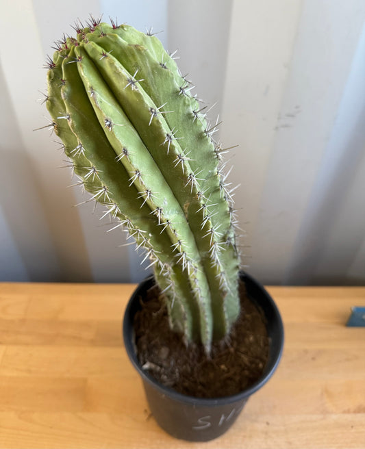 Stenocereus griseus SH25 | Mexican Organ Pipe Cactus