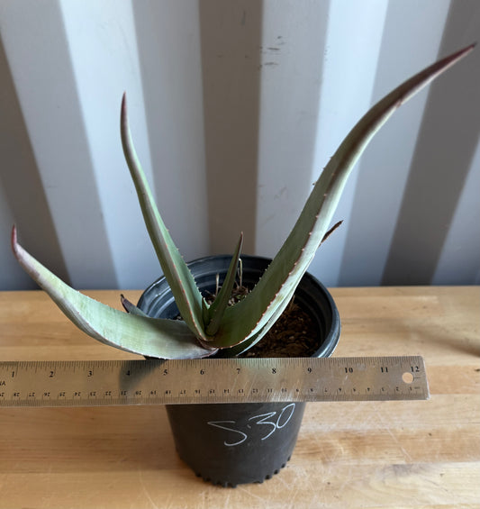 1gal Rare Aloe comosa S30 | Clanwilliam Aloe
