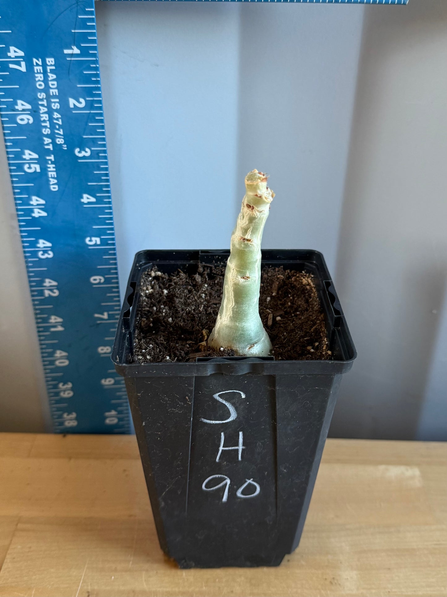 4-inch Cyphostemma cirrhosum SH90