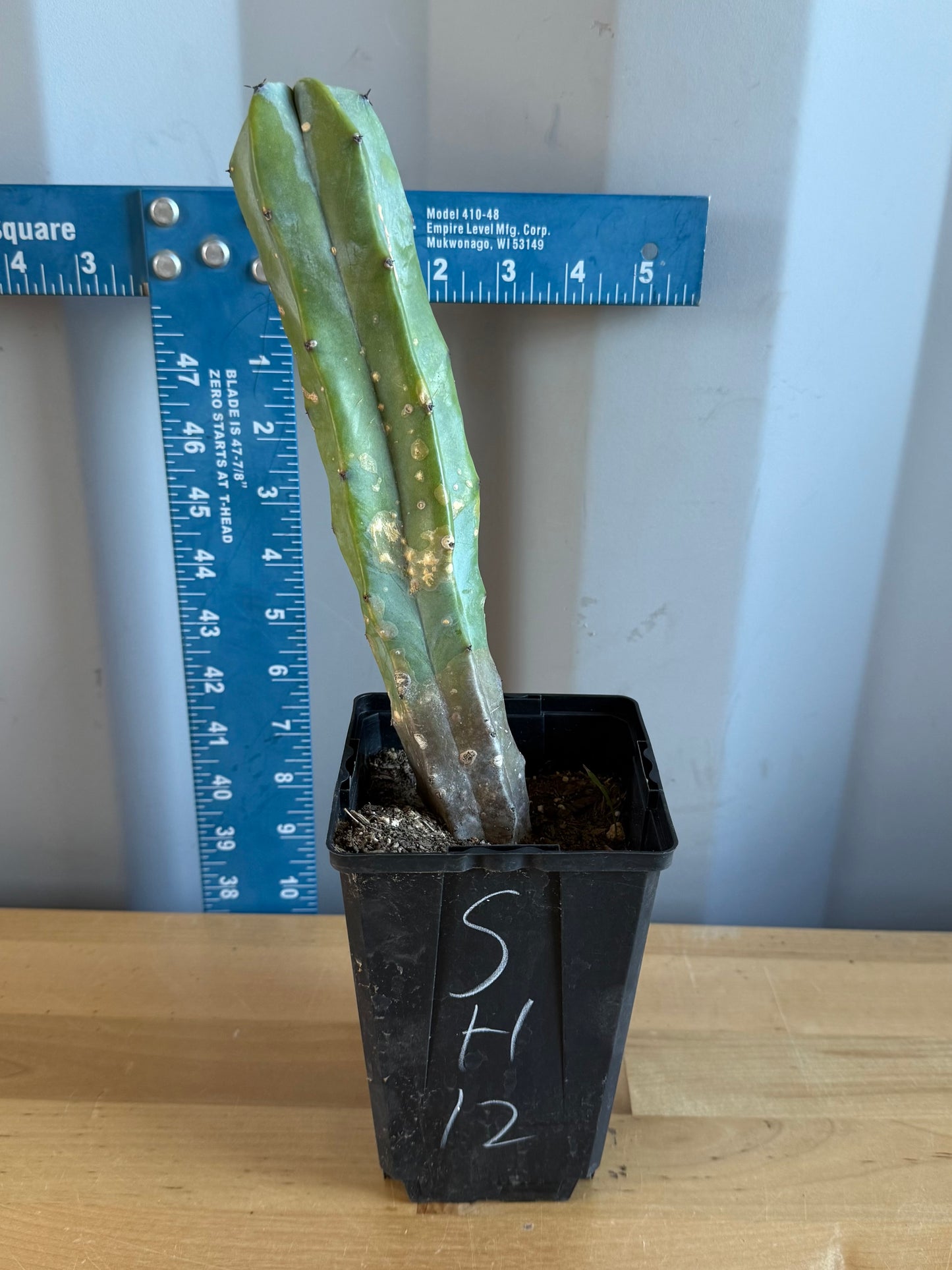 Myrtillocactus geometrizans SH12