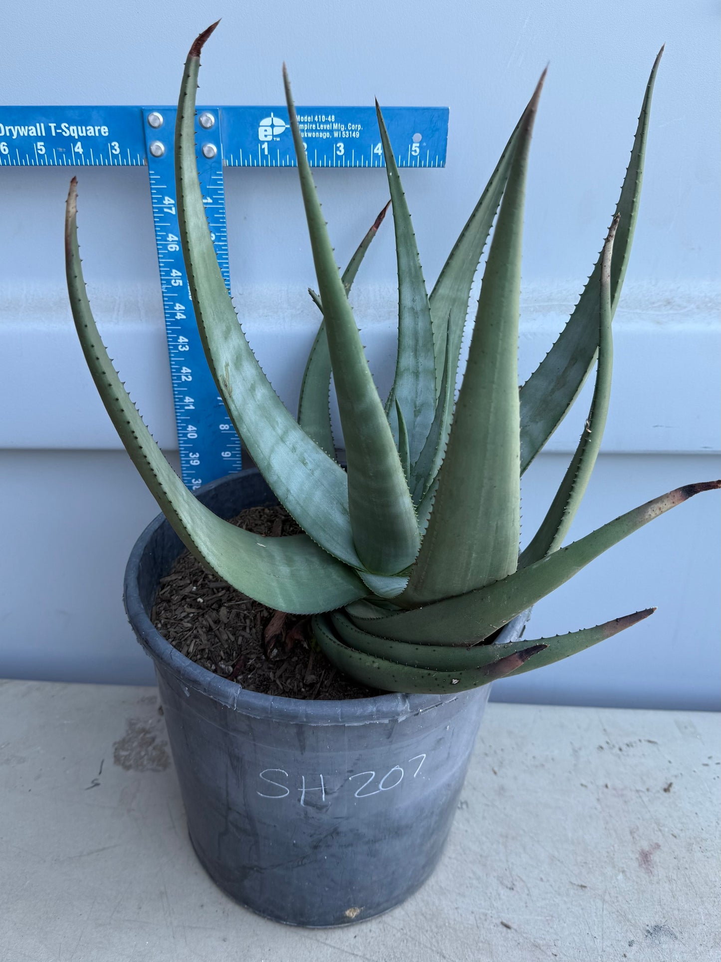 5gal Aloe Wickensii SH207