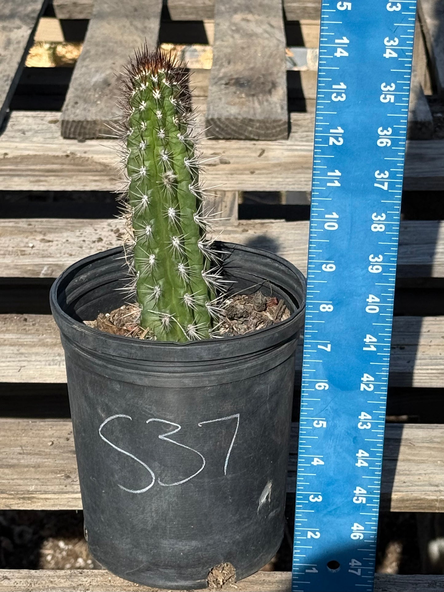 Cleistocactus fieldianus S37