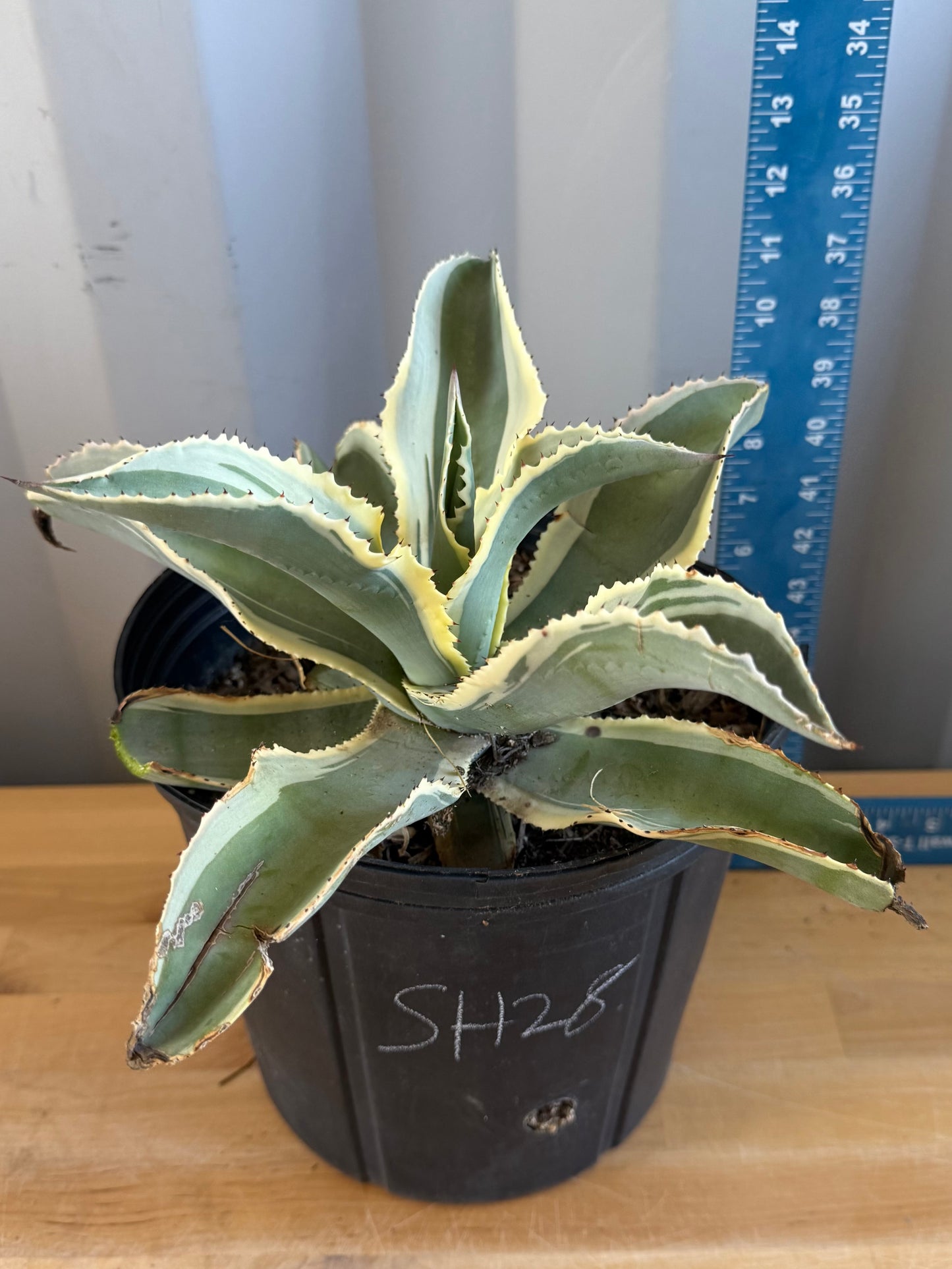 Agave gypsophila 'Ivory Curls' SH28 | Variegated Century Agave