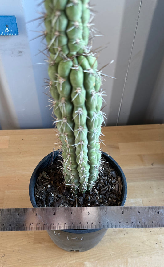 Trichocereus chiloensis SH131