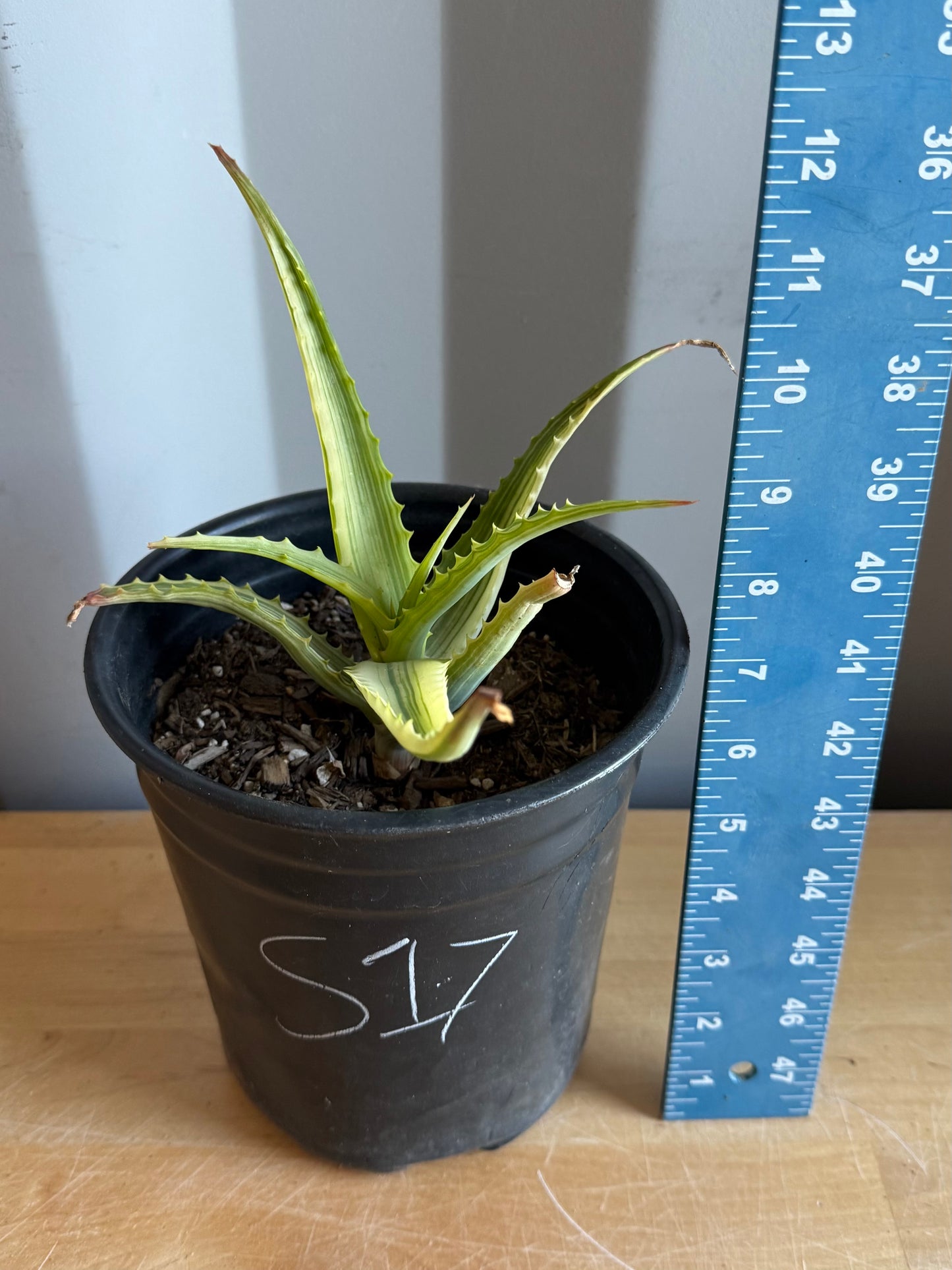 Aloe arborescens 'variegata' S17 | Variegated Aloe arborescens