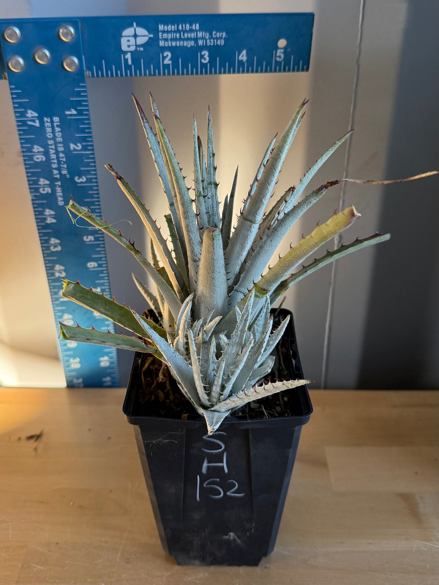 Silver Dyckia SH152