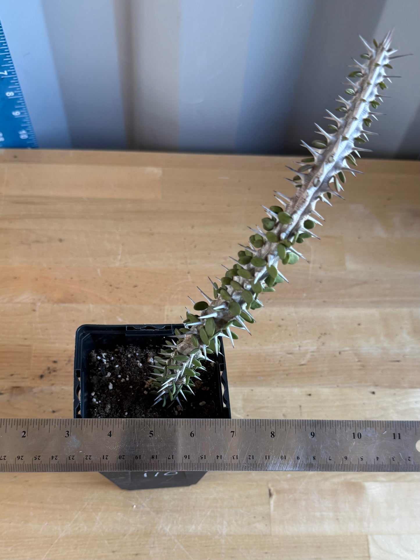 Madagascar Ocotillo SH110 | Alluaudia procera