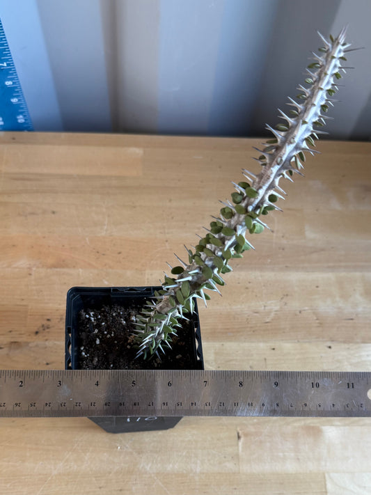 Madagascar Ocotillo SH110 | Alluaudia procera