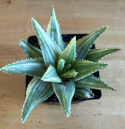 4-inch Variegated Aloe brevifolia SH62