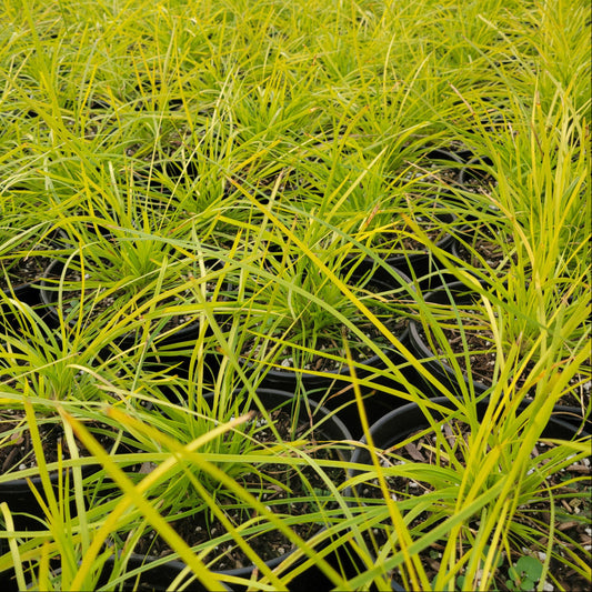 Lomandra longifolia 'Miner's Gold' 1g