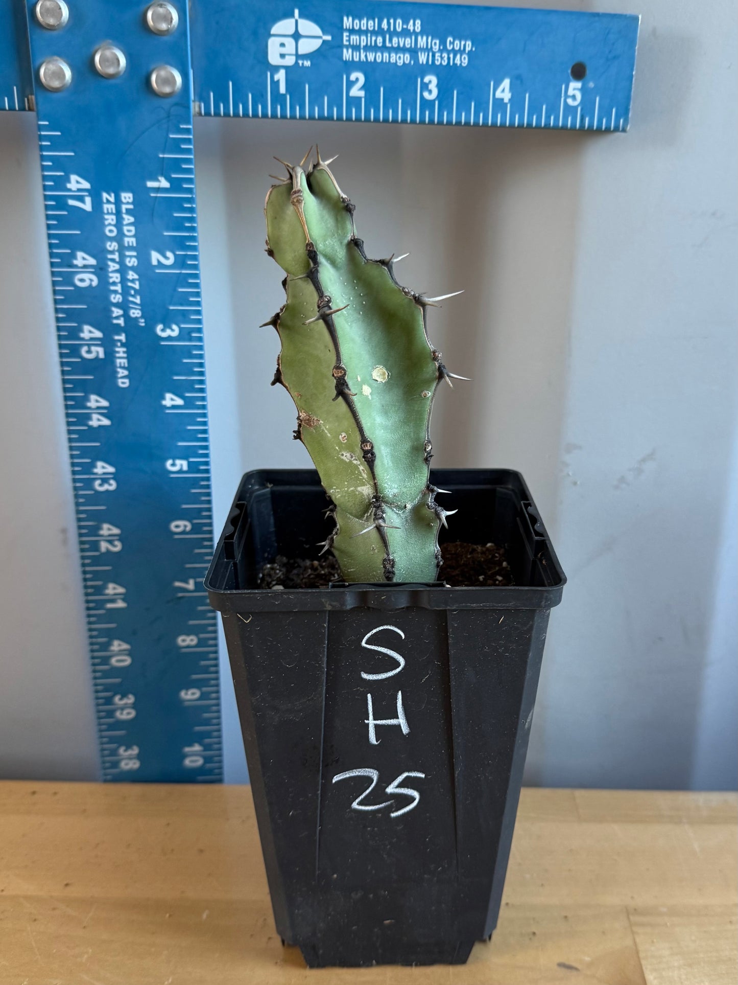 Euphorbia coerulescens SH25