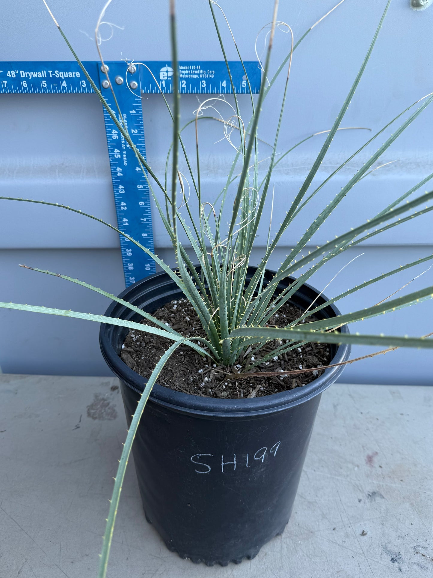 5gal Desert Spoon SH199 | Dasylirion wheeleri
