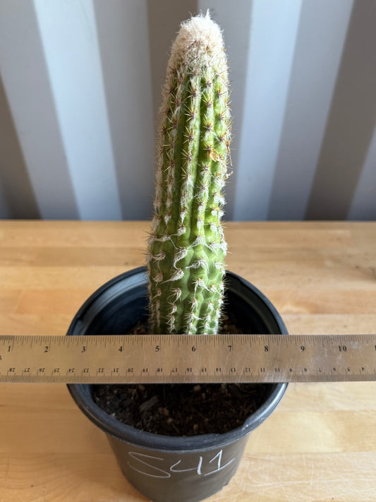 Old Man of the Andes | Oreocereus doelzianus S41