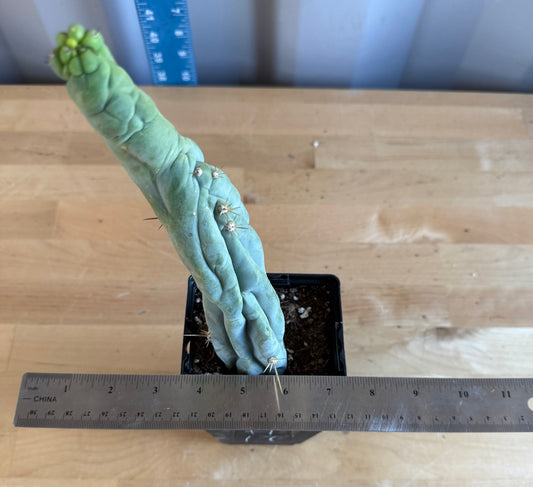 Bruce’s Dragon Cactus SH11