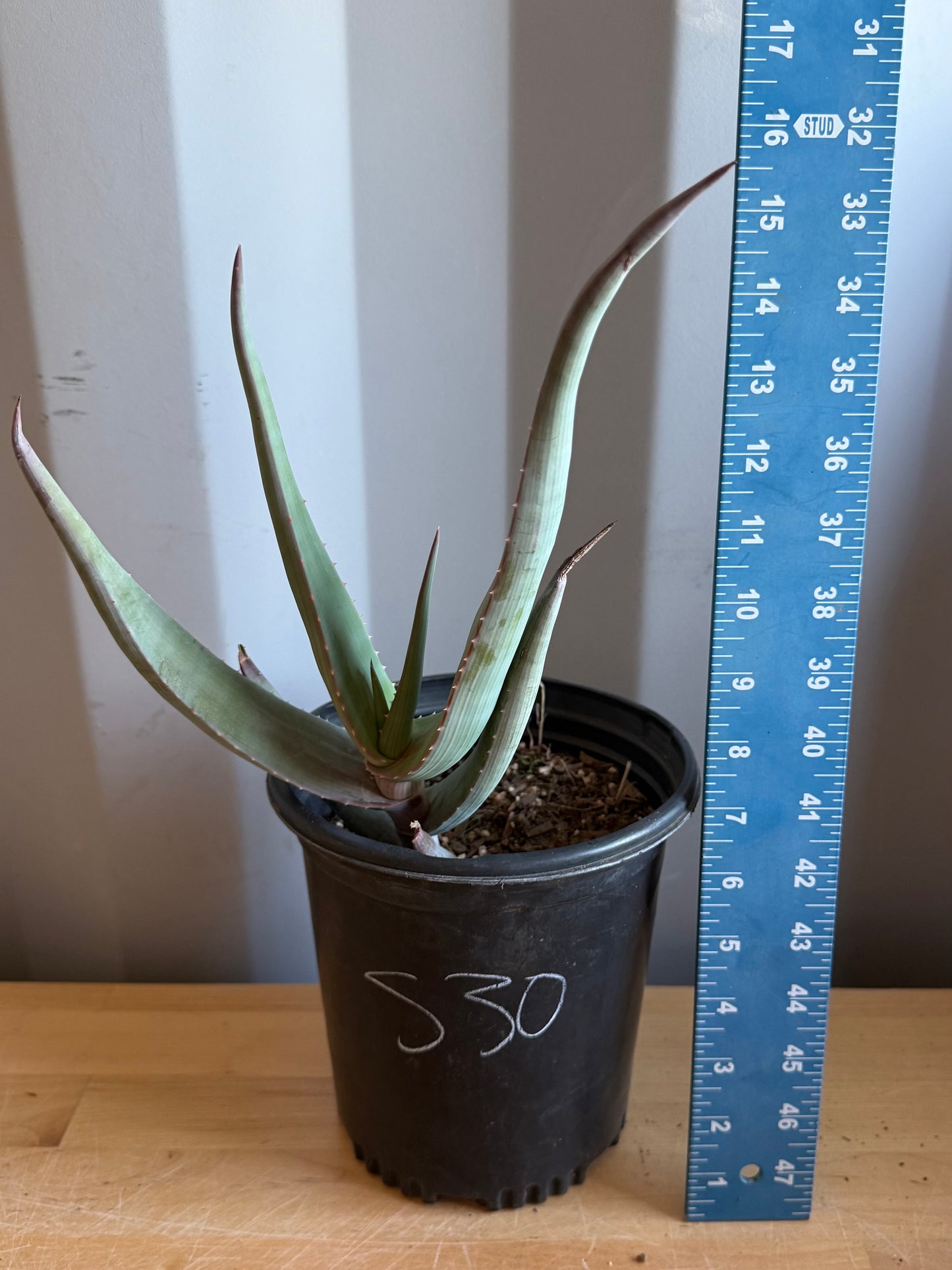 1gal Rare Aloe comosa S30 | Clanwilliam Aloe