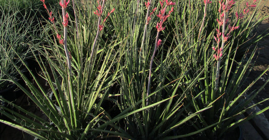 Hesperaloe parviflora 'Pink Parade' 5g