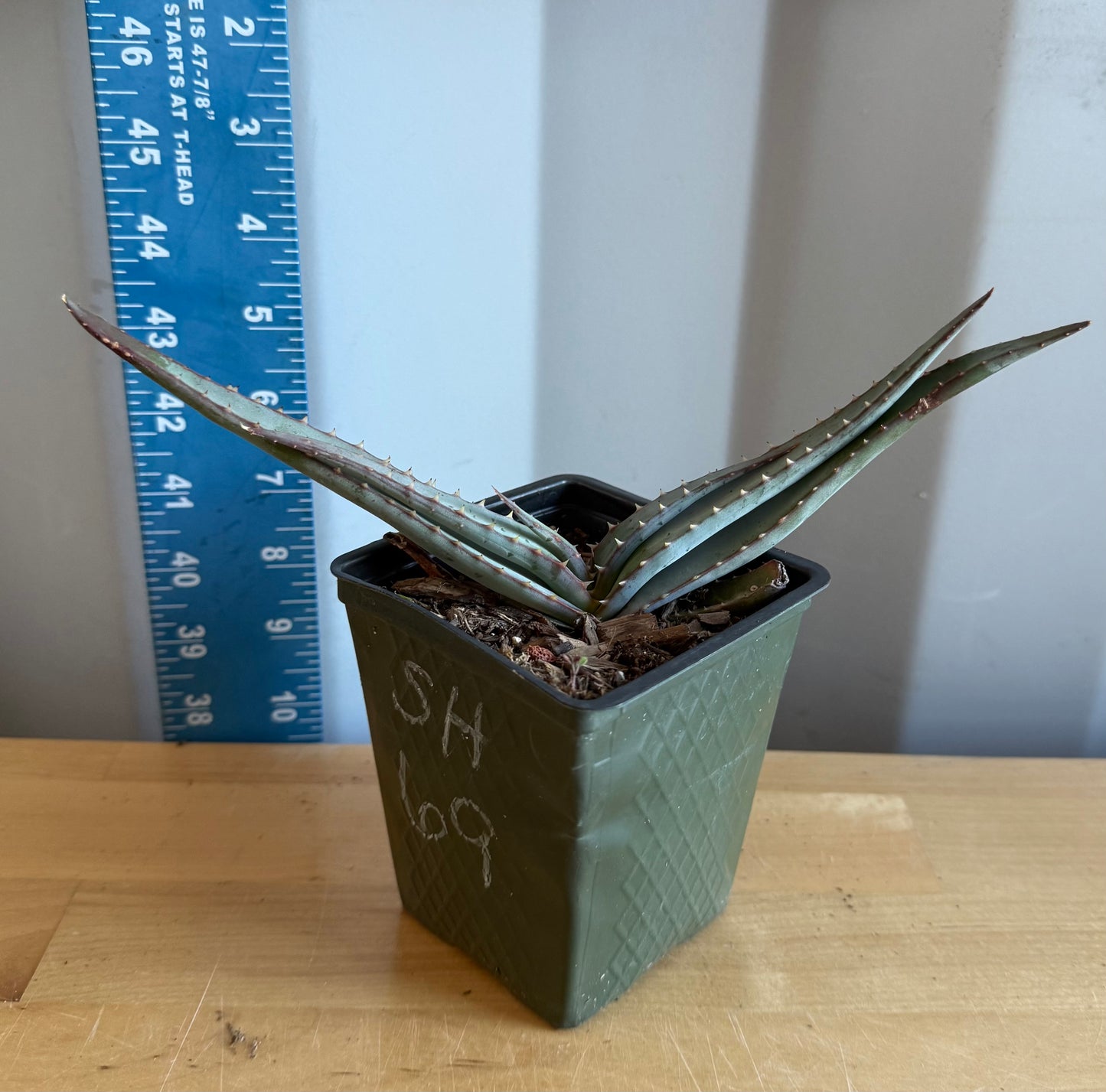 4-inch Mustache Aloe SH69 | Aloe suprafoliata