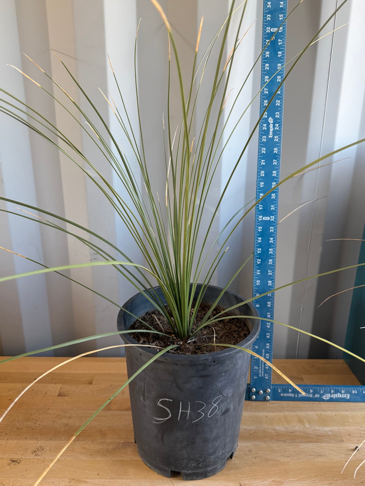5gal Mexican Grass SH38 | Dasylirion longissimum