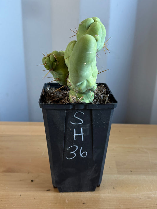 4-inch Monstrose Cactus SH36