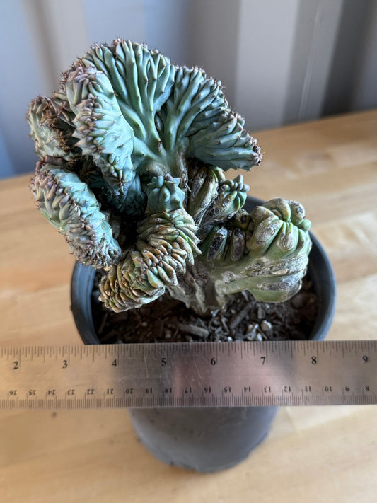 Myrtillocactus geometrizans ‘cristata’ SH117