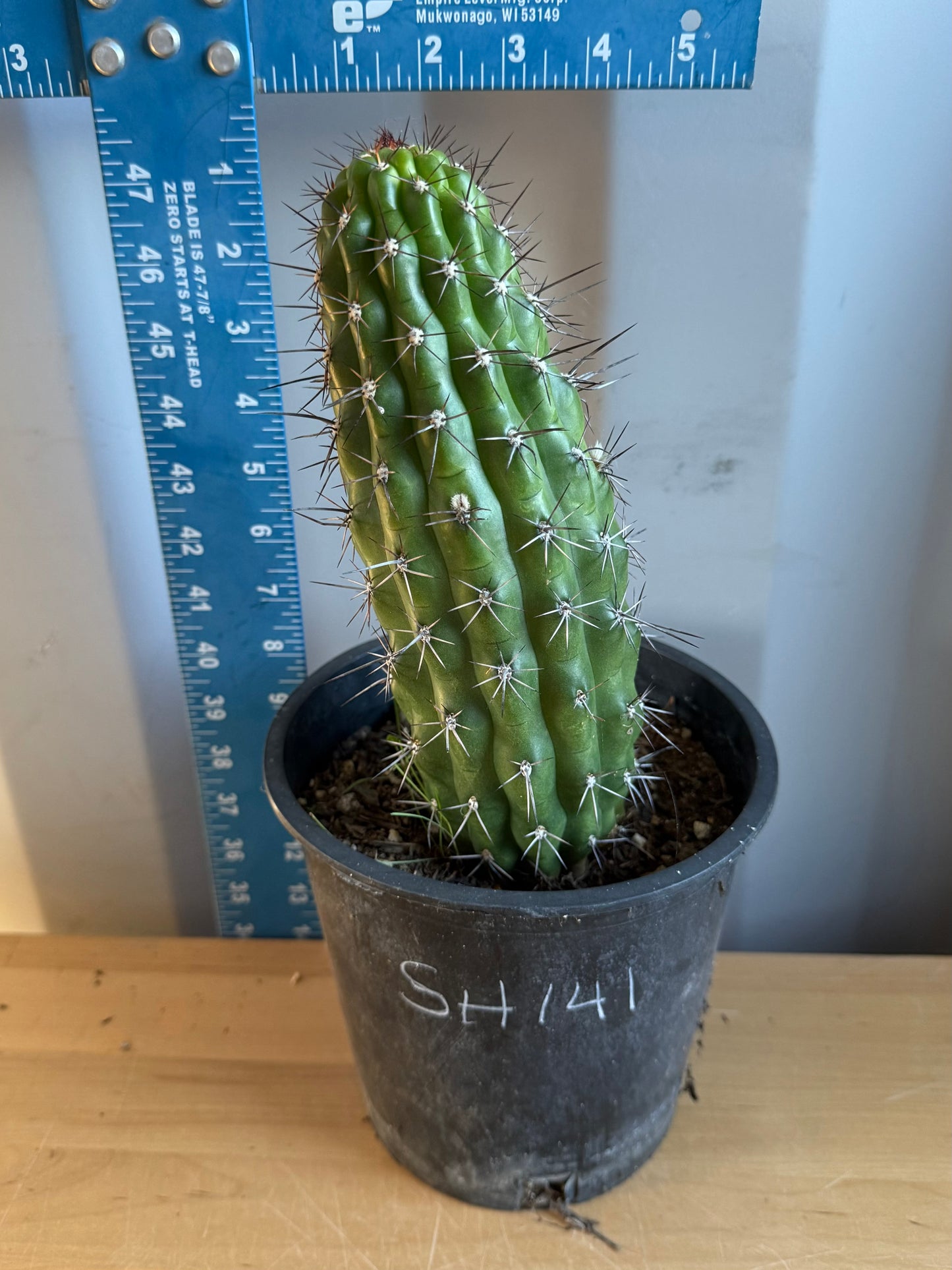 Trichocereus thelegonus SH141