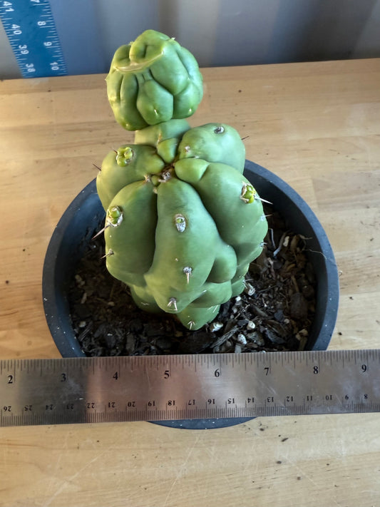 Landscape Monstrose Cactus SH125