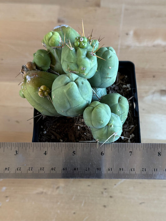 4-inch Monstrose Cactus SH39