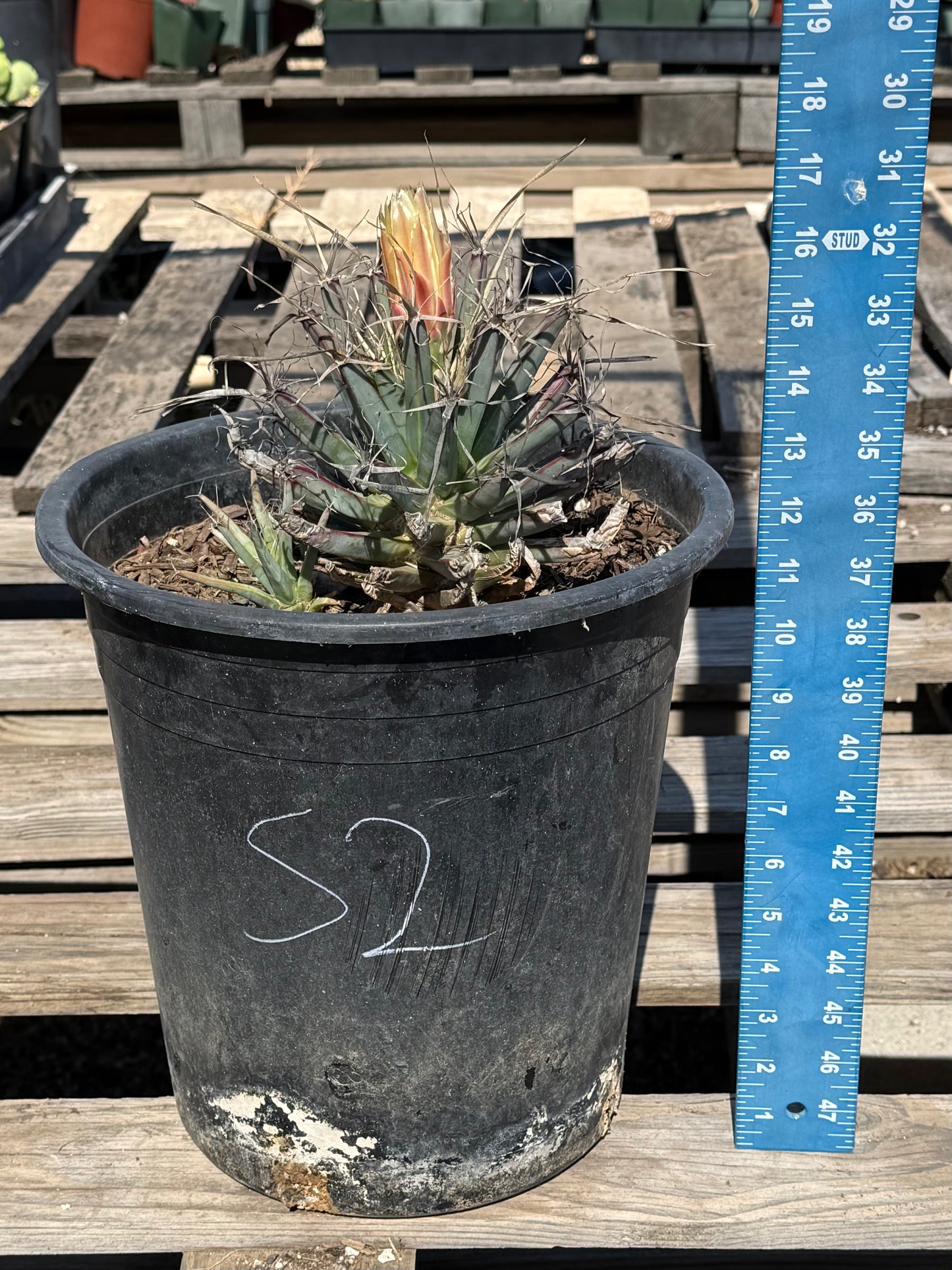 Leuchtenbergia principis S2 | Agave Cactus