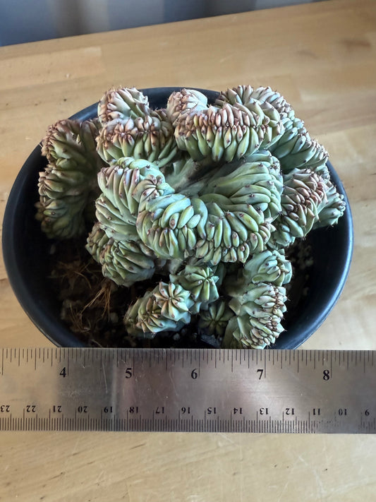 Myrtillocactus geometrizans ‘cristata’ SH116