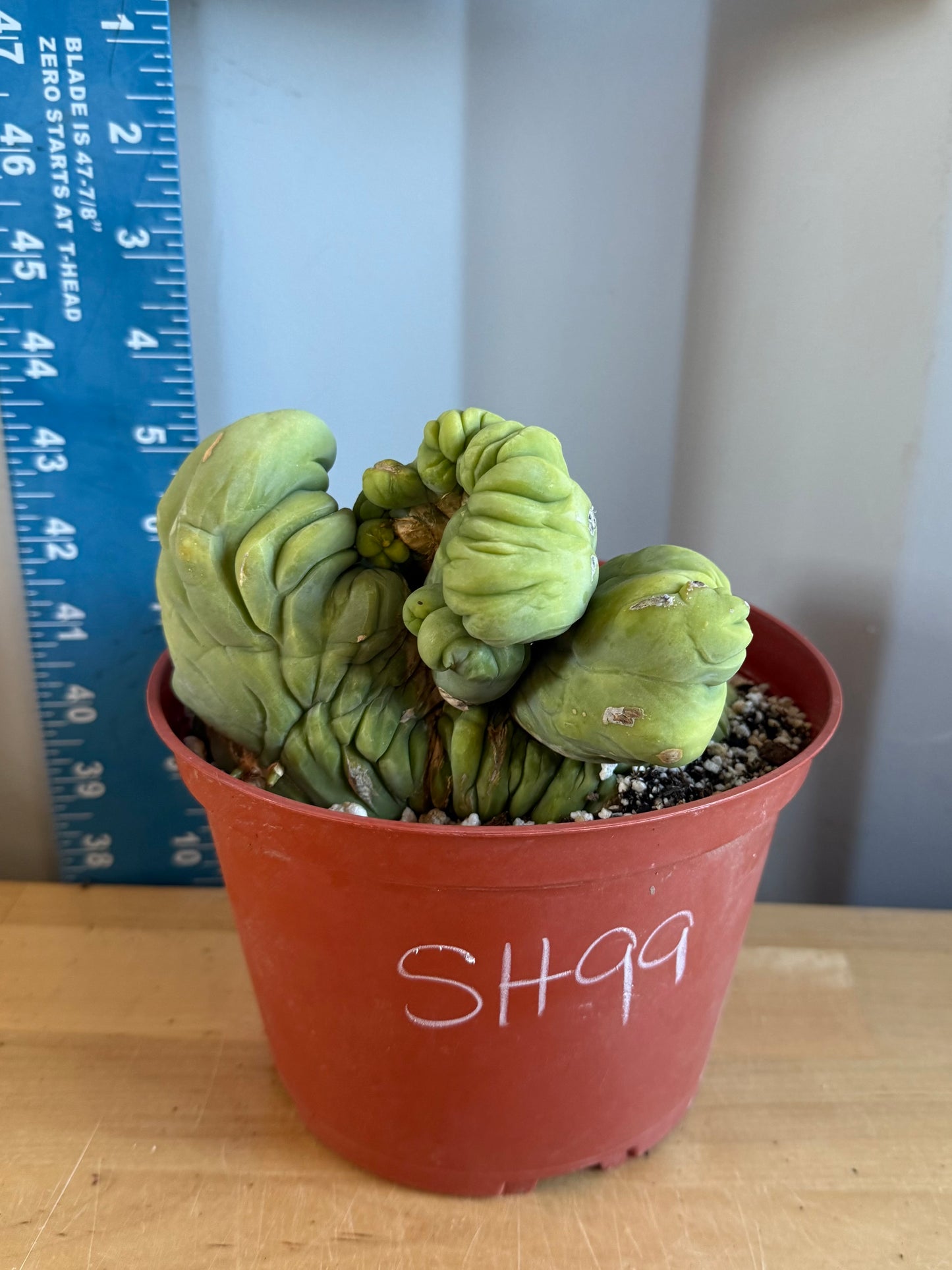 Crested Monstrose Cactus SH99