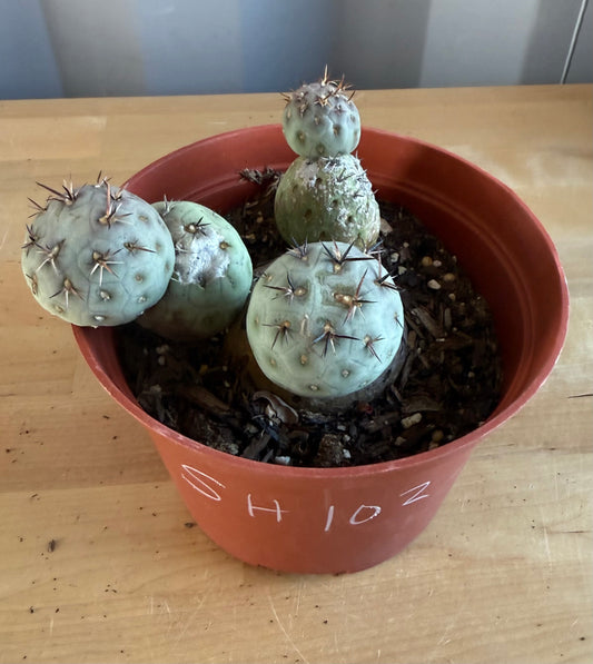 Tephrocactus Geometricus SH102