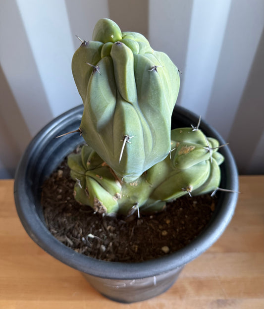 Myrtillocactus geometrizans ‘cristata’ Large Form S4