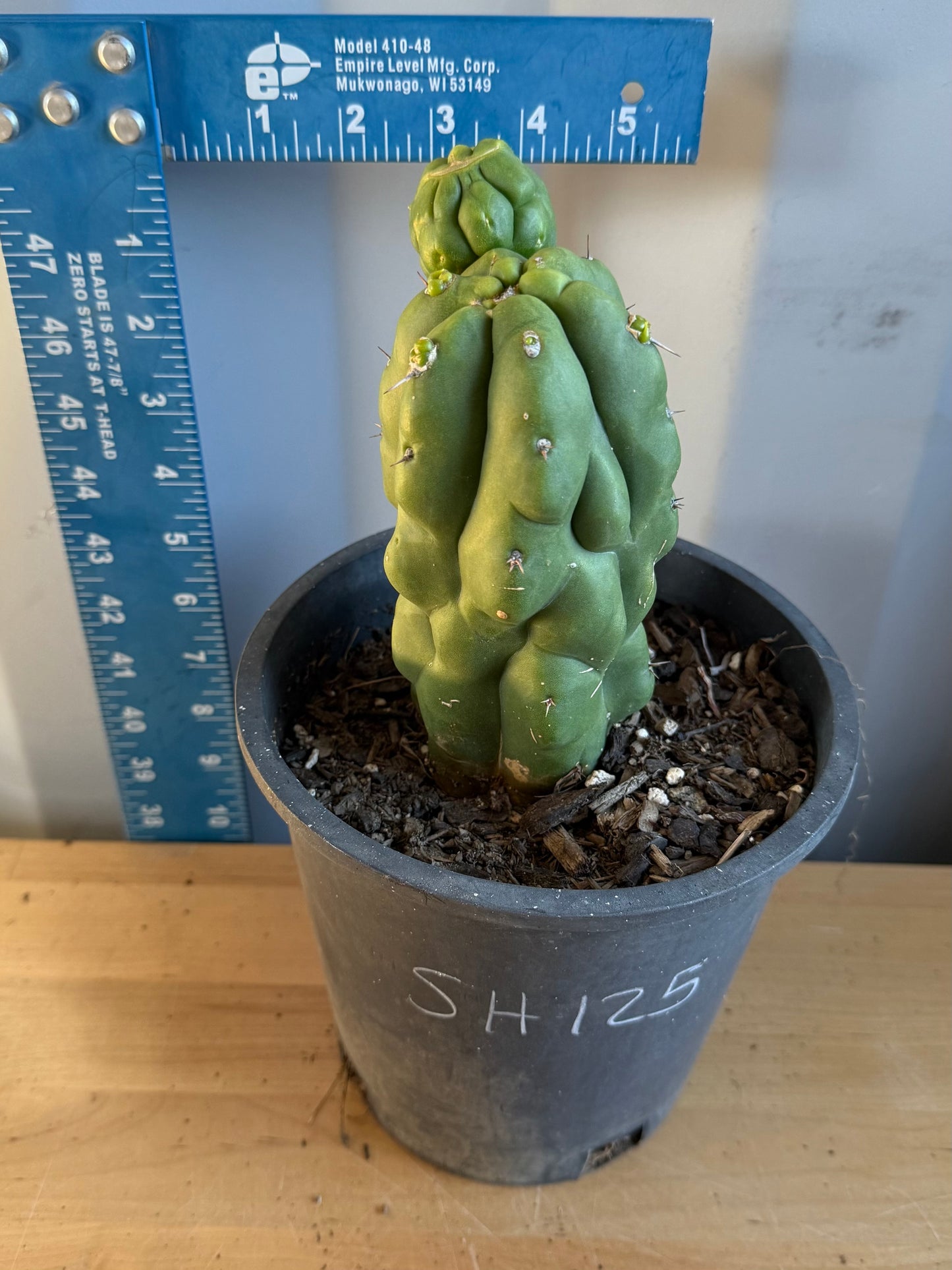 Landscape Monstrose Cactus SH125