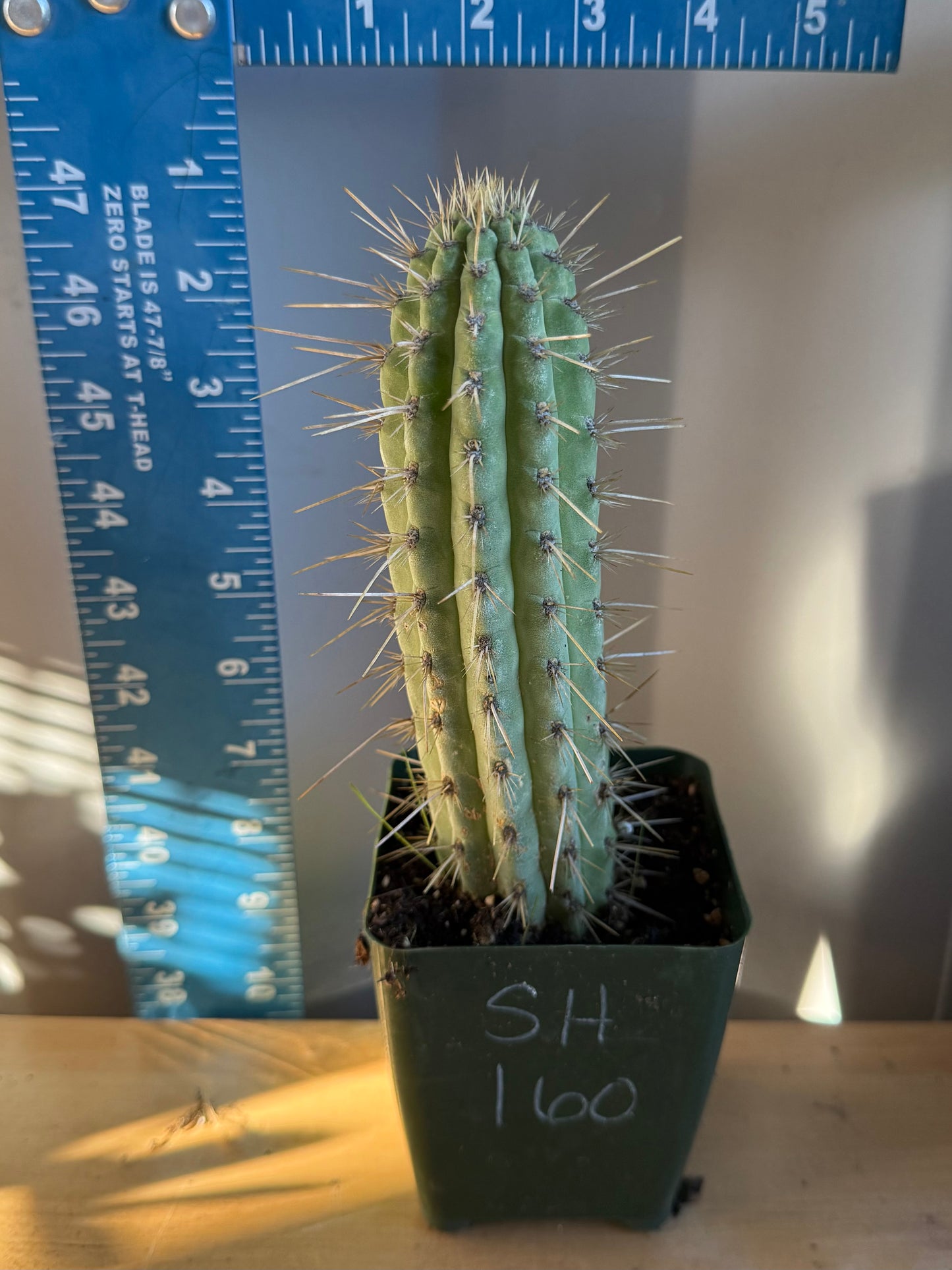 Cleistocactus SH160