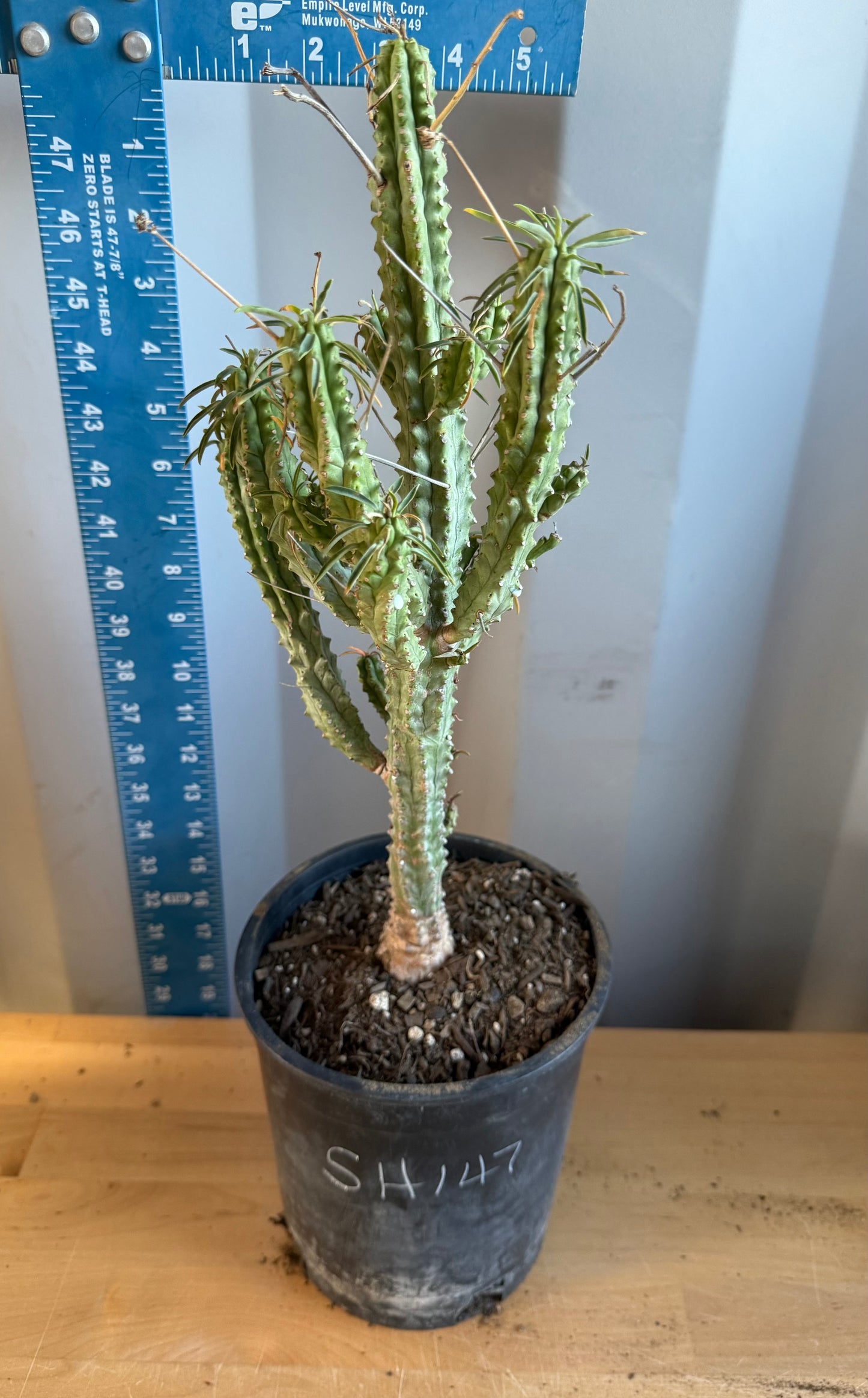 Euphorbia loricata SH147 | African Palm