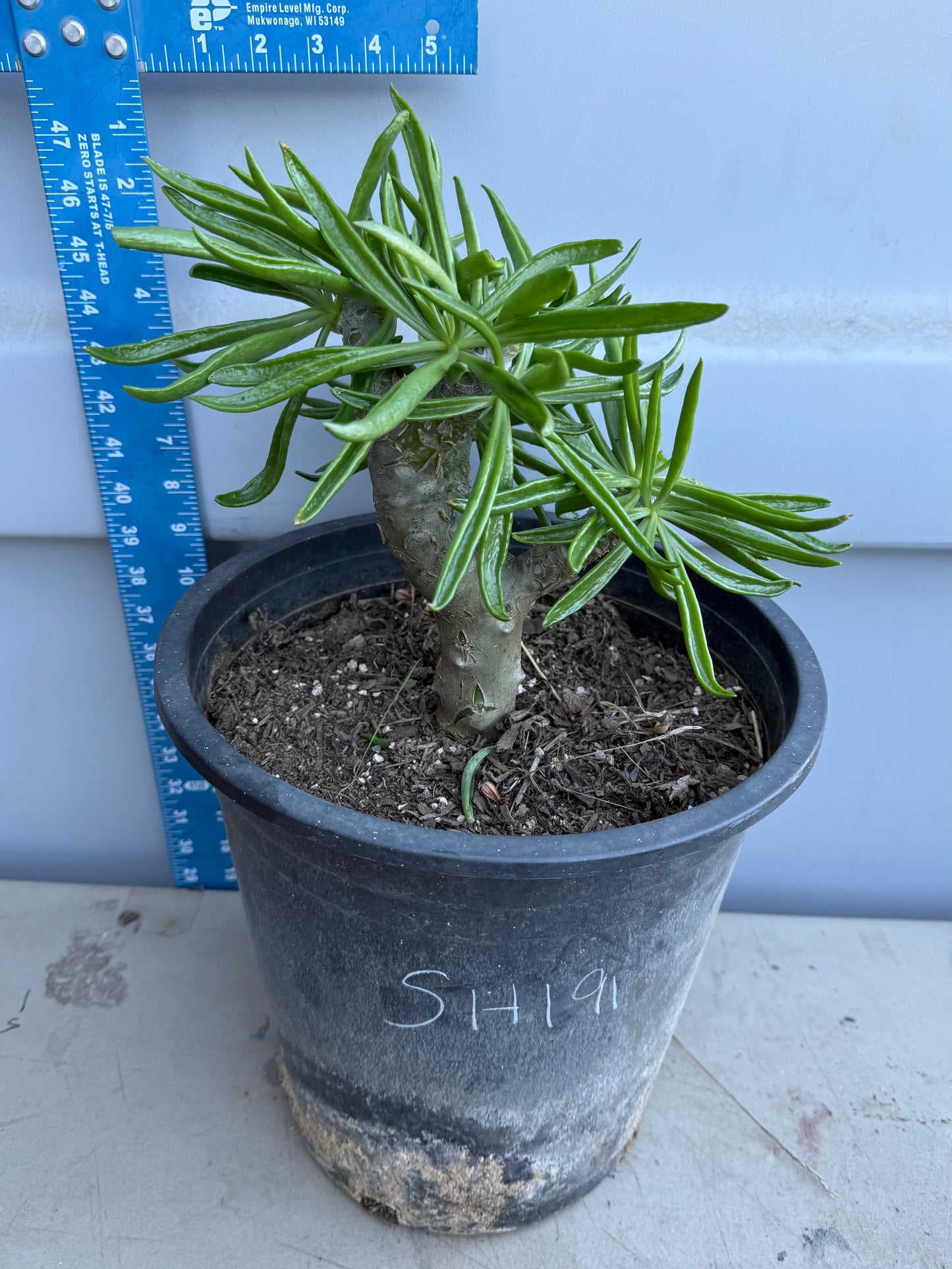 5gal Tylecodon dinteri SH191