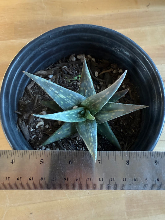 Aloe pictifolia SH153 | Lace Aloe