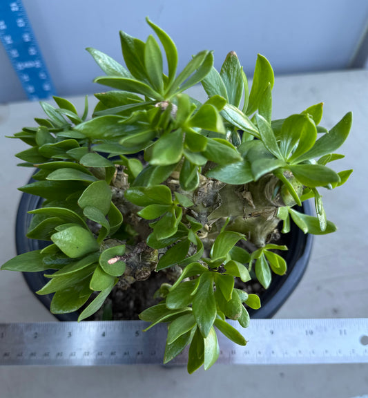 5gal Butter Tree SH182 | Tylecodon paniculatus